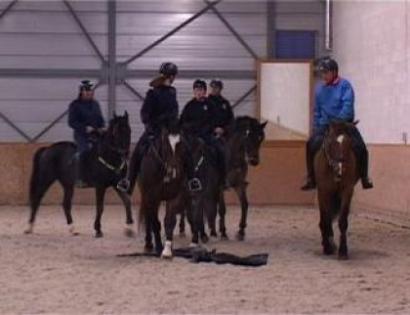 Utrechtse politie leent paarden