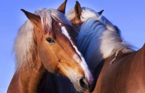 Dierenbescherming presenteert Paardenbesluit