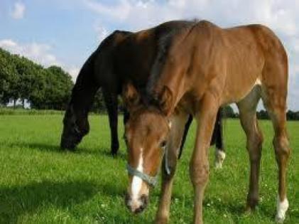 Weet wat uw paard eet