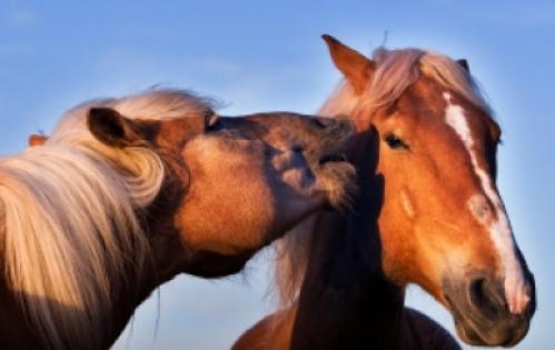 Zorgen over naleving paardenregels